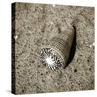 Seashells VI-Alan Hausenflock-Stretched Canvas
