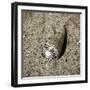 Seashells VI-Alan Hausenflock-Framed Photographic Print
