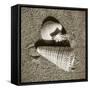 Seashells VII-Alan Hausenflock-Framed Stretched Canvas