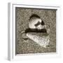 Seashells VII-Alan Hausenflock-Framed Photographic Print
