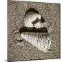Seashells VII-Alan Hausenflock-Mounted Photographic Print
