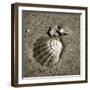 Seashells VIII-Alan Hausenflock-Framed Photographic Print