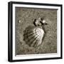 Seashells VIII-Alan Hausenflock-Framed Photographic Print