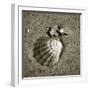 Seashells VIII-Alan Hausenflock-Framed Photographic Print