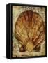 Seashells VIII-Jodi Maas-Framed Stretched Canvas