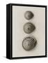Seashells-Graeme Harris-Framed Stretched Canvas