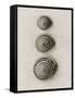 Seashells-Graeme Harris-Framed Stretched Canvas