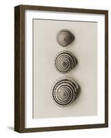 Seashells-Graeme Harris-Framed Photographic Print