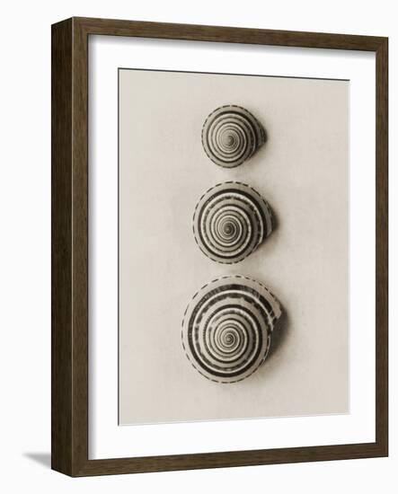 Seashells-Graeme Harris-Framed Photographic Print