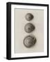 Seashells-Graeme Harris-Framed Photographic Print