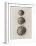 Seashells-Graeme Harris-Framed Photographic Print