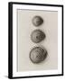 Seashells-Graeme Harris-Framed Photographic Print