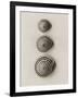 Seashells-Graeme Harris-Framed Photographic Print