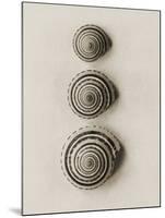 Seashells-Graeme Harris-Mounted Photographic Print