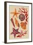 Seashells-Cat Coquillette-Framed Giclee Print