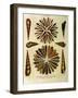 Seashells-J. Wilkes-Framed Giclee Print