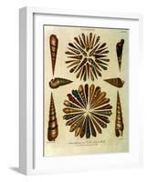 Seashells-J. Wilkes-Framed Giclee Print