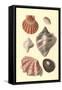 Seashells-null-Framed Stretched Canvas