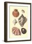 Seashells-null-Framed Art Print