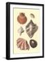 Seashells-null-Framed Art Print