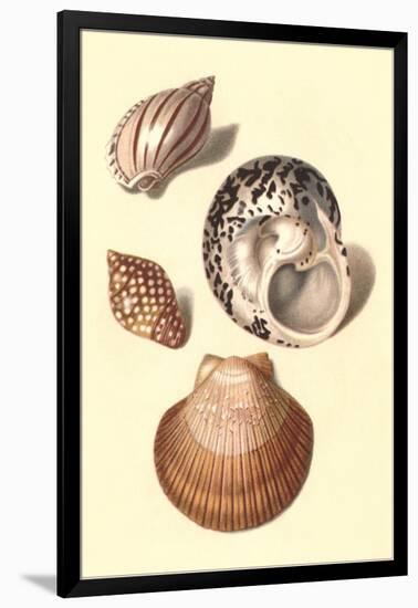 Seashells-null-Framed Art Print