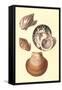 Seashells-null-Framed Stretched Canvas