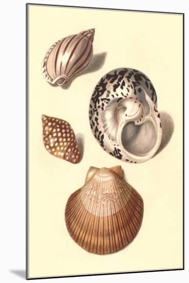 Seashells-null-Mounted Art Print