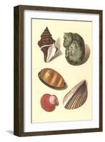 Seashells-null-Framed Art Print