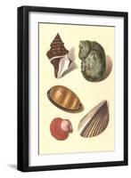 Seashells-null-Framed Art Print