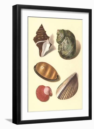 Seashells-null-Framed Art Print