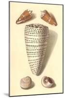 Seashells-null-Mounted Art Print