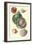 Seashells-null-Framed Art Print