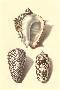 Laminate