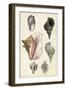 Seashore Field Notes III-Naomi McCavitt-Framed Art Print