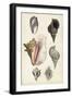 Seashore Field Notes III-Naomi McCavitt-Framed Art Print