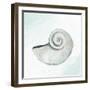 Seashore Shell 1-Kimberly Allen-Framed Art Print