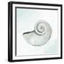 Seashore Shell 1-Kimberly Allen-Framed Art Print