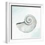 Seashore Shell 1-Kimberly Allen-Framed Art Print