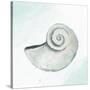 Seashore Shell 1-Kimberly Allen-Stretched Canvas