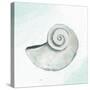 Seashore Shell 1-Kimberly Allen-Stretched Canvas