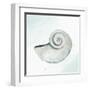 Seashore Shell 1-Kimberly Allen-Framed Art Print