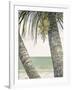 Seaside Coconuts-Arnie Fisk-Framed Art Print