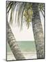 Seaside Coconuts-Arnie Fisk-Mounted Art Print