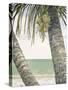Seaside Coconuts-Arnie Fisk-Stretched Canvas