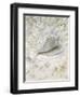 Seaside Conch -Arnie Fisk-Framed Art Print