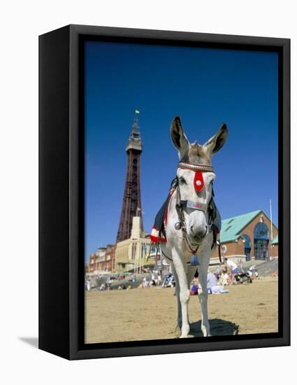 Seaside Donkey on Beach with Blackpool Tower Behind, Blackpool, Lancashire, England-Steve & Ann Toon-Framed Stretched Canvas