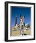 Seaside Donkey on Beach with Blackpool Tower Behind, Blackpool, Lancashire, England-Steve & Ann Toon-Framed Photographic Print