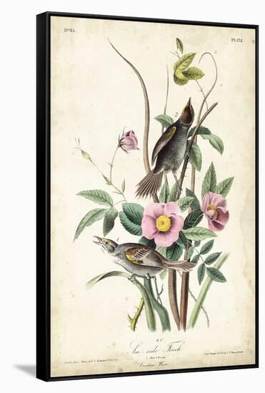 Seaside Finch-John James Audubon-Framed Stretched Canvas