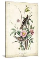 Seaside Finch-John James Audubon-Stretched Canvas