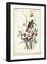 Seaside Finch-John James Audubon-Framed Art Print